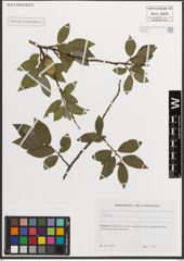 Foto von Salix L.